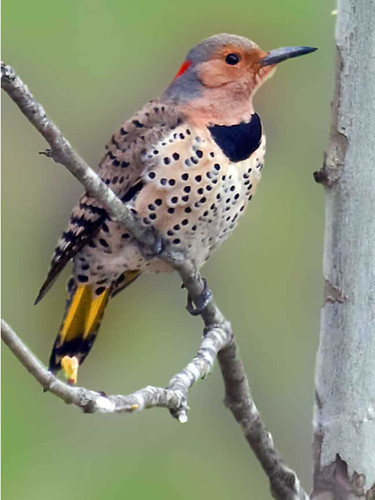 Birds 240 70b 1 Artwork Micro Fiber Cleaning Cloth Large 6"x 8"Inch