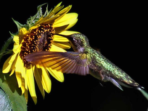 Birds 240 70b 5 Hummingbird Artwork Micro Fiber Cleaning Cloth Large 6"x 8"Inch