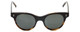 Reptile Designer Polarized Sunglasses Plateau Black-Tortoise Flash Mirror Grey