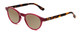 Profile View of Ann Taylor ATR030 Designer Polarized Reading Sunglasses with Custom Cut Powered Amber Brown Lenses in Red Pink Tortoise Havana Brown Gold Ladies Round Full Rim Acetate 47 mm