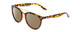 Profile View of Coyote Downtown Designer Polarized Sunglasses with Custom Cut Amber Brown Lenses in Tortoise Brown Ladies Cateye Full Rim Acetate 54 mm