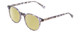 Profile View of Ernest Hemingway H4908 Designer Polarized Reading Sunglasses with Custom Cut Powered Sun Flower Yellow Lenses in Grey Crystal Smoke Marble Unisex Round Full Rim Acetate 49 mm