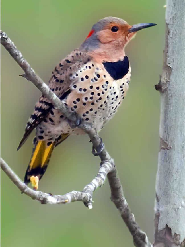 Birds 240 70b 1 Artwork Micro Fiber Cleaning Cloth Large 6"x 8"Inch