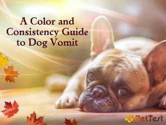 A Color and Consistency Guide to Dog Vomit