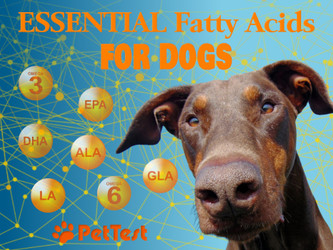 Essential Fatty Acids for Dogs