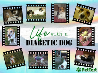 ​Life with a Diabetic Dog