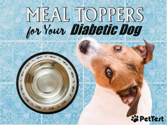 Meal Toppers for Your Diabetic Dog