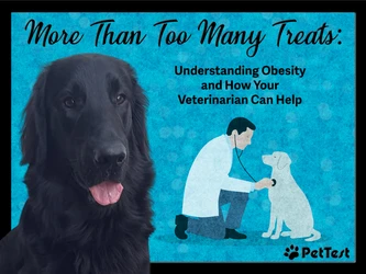 More Than Too Many Treats: Understanding Obesity & How Your Veterinarian Can Help