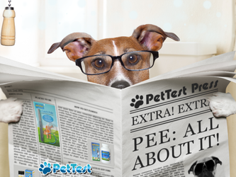 Pee: All About It!