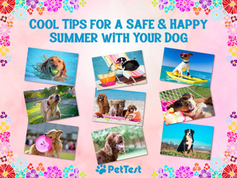 Cool Tips for a Safe and Happy Summer with Your Dog