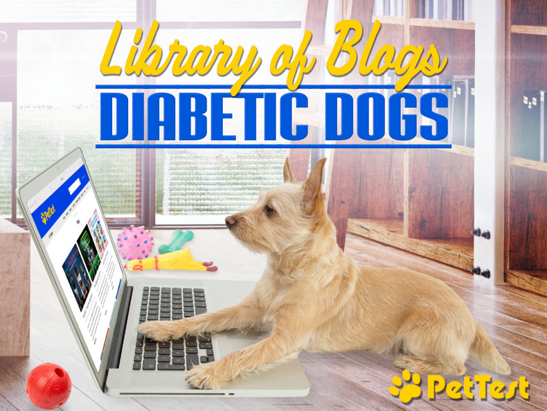 Library of Blogs: Diabetic Dogs