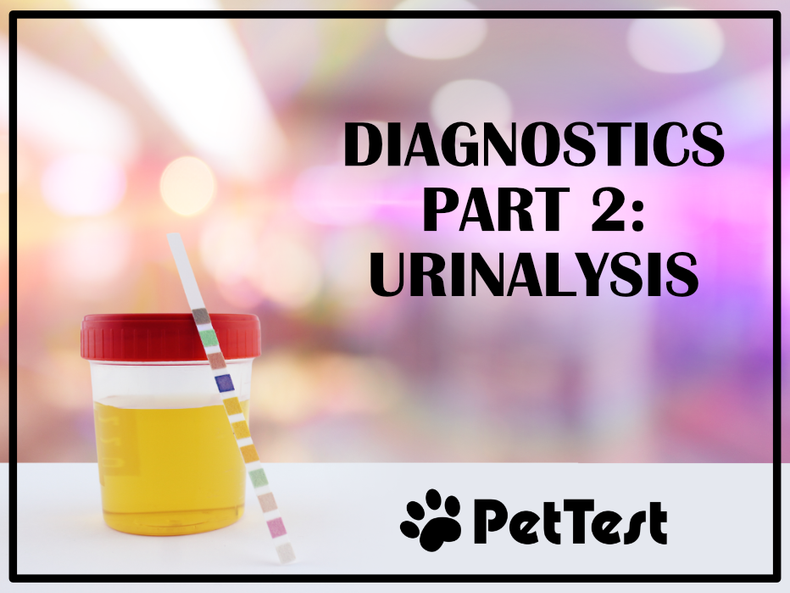 Diagnostics Part 2: Urinalysis