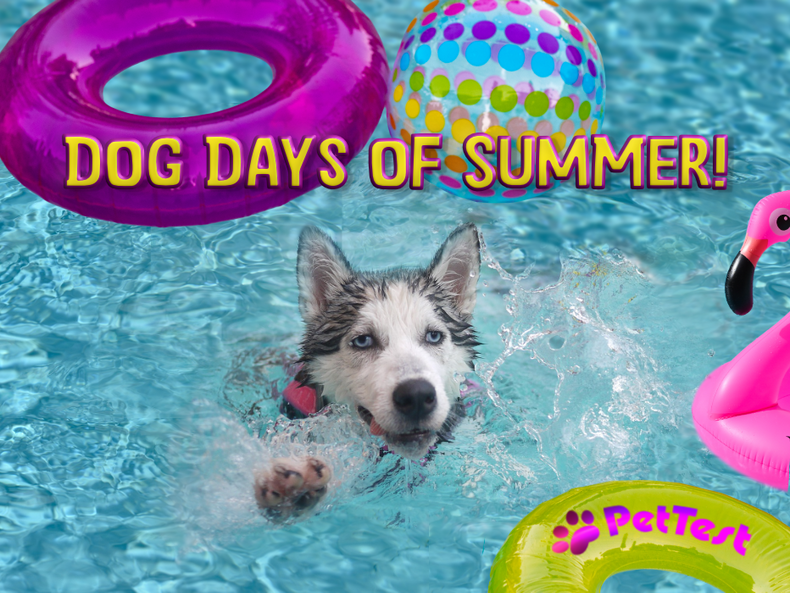 Dog Days of Summer!