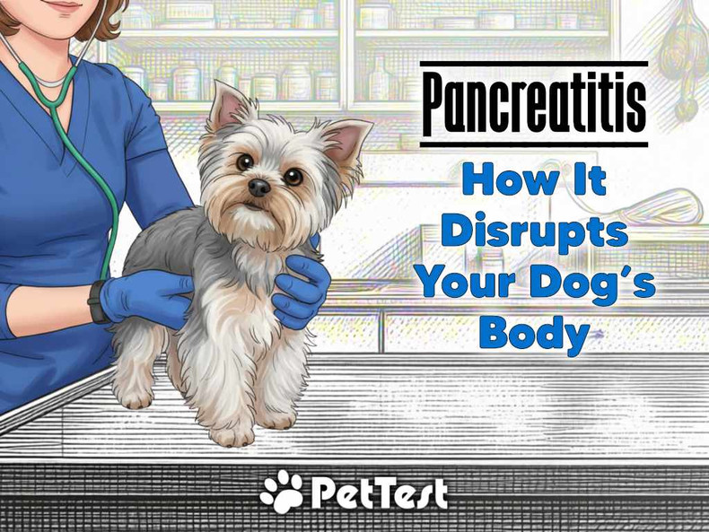 Pancreatitis: How It Disrupts Your Dog's Body