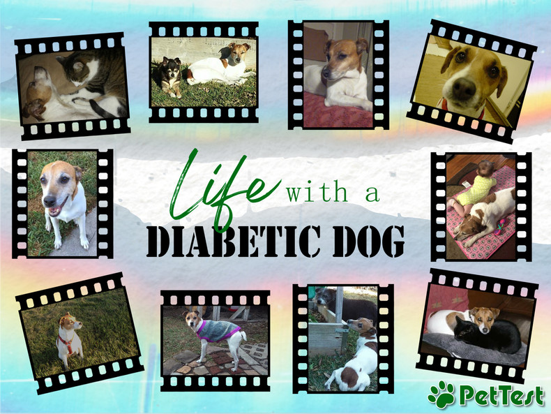 ​Life with a Diabetic Dog