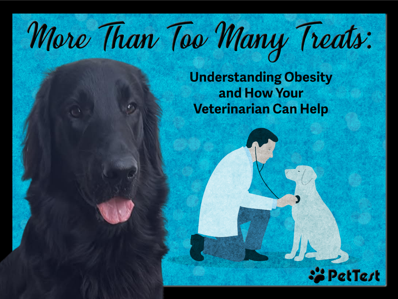 More Than Too Many Treats: Understanding Obesity & How Your Veterinarian Can Help