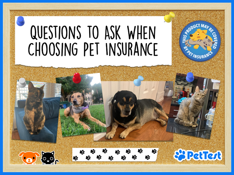 Questions to Ask When Choosing Pet Insurance