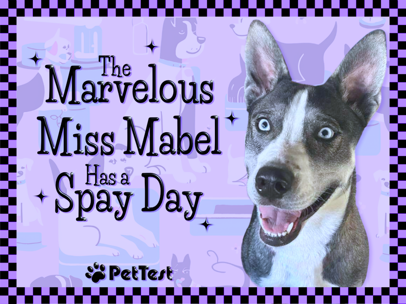 The Marvelous Miss Mabel Has a Spay Day