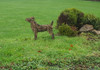Dog (Jack Russell) Topiary Frame