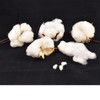 A few cotton bolls on display with some seeds.