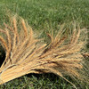 Wheat Fall 2025_1