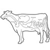 Illustration of a cows digestive track.
