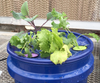 Top of a bucket with leafy greens growing from the aeroponic bucket.