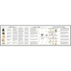 Oilseeds Flowchart