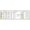 tree fruits flowchart