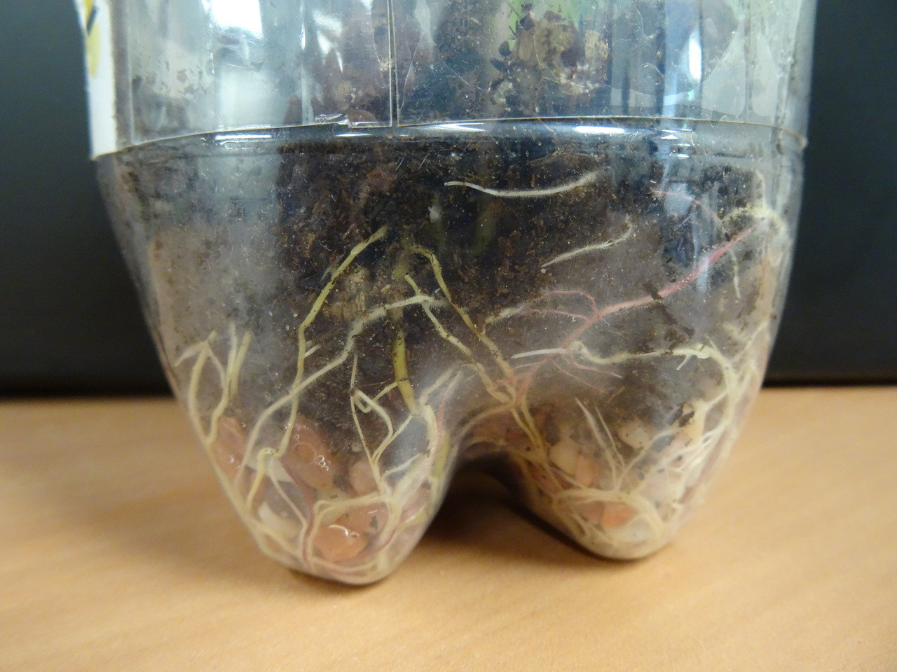 Seeds for Terrariums AgClassroomStore at USU