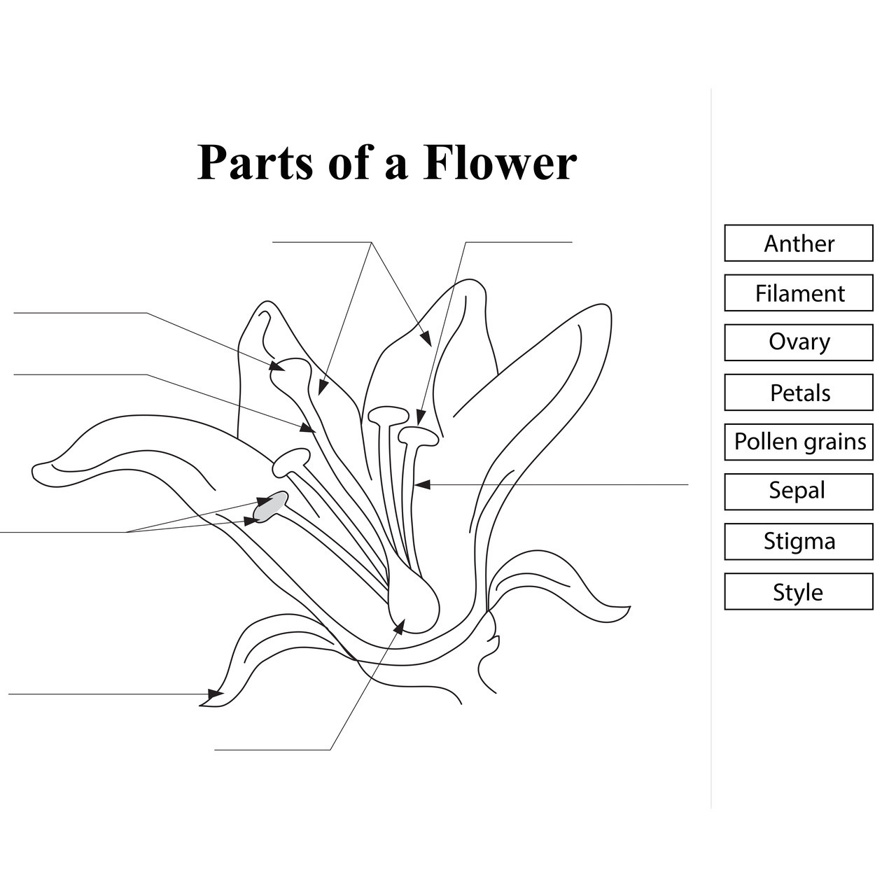 Parts Of A Flower Template Printable - Free Printable Templates