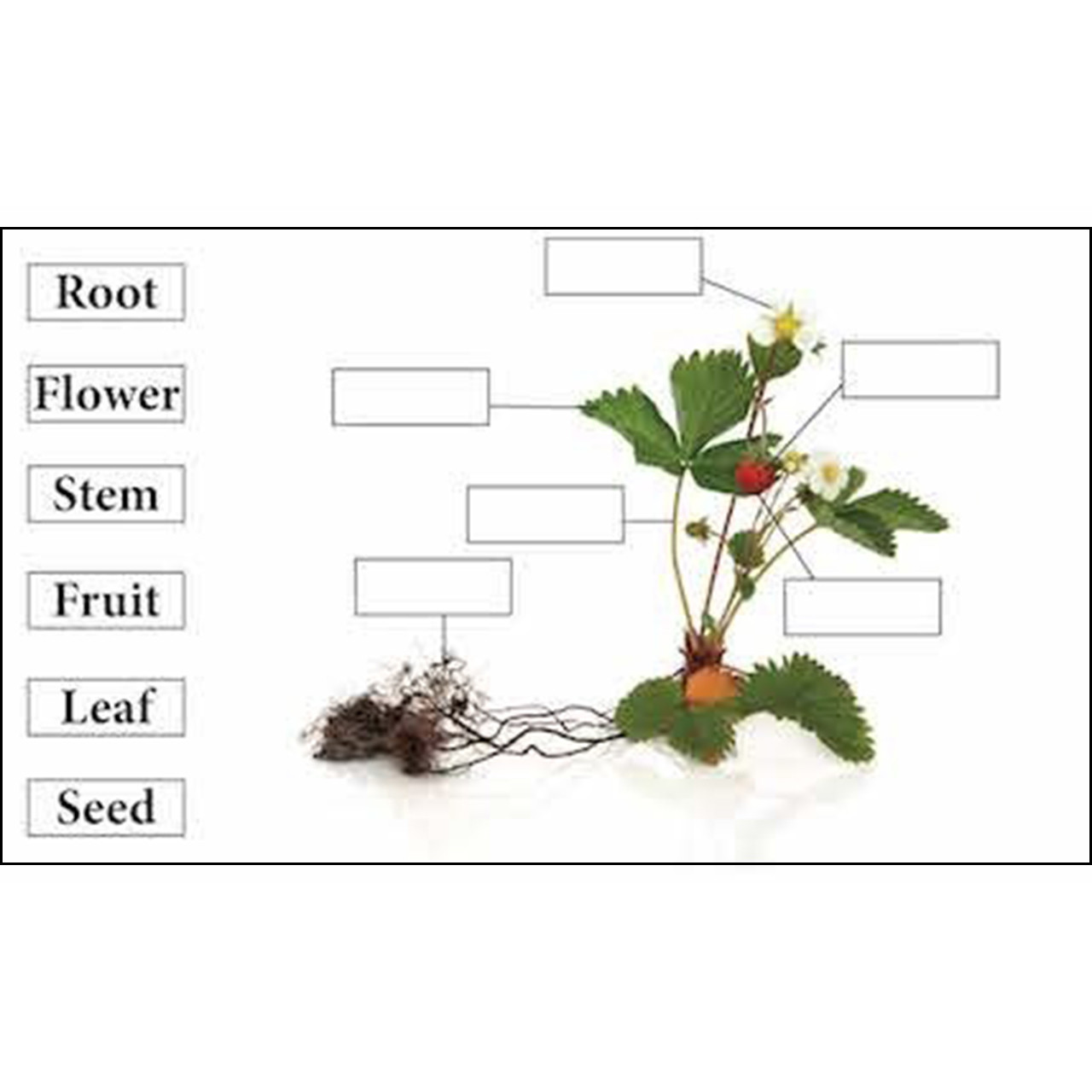 Parts of a Strawberry Plant - AgClassroomStore at USU