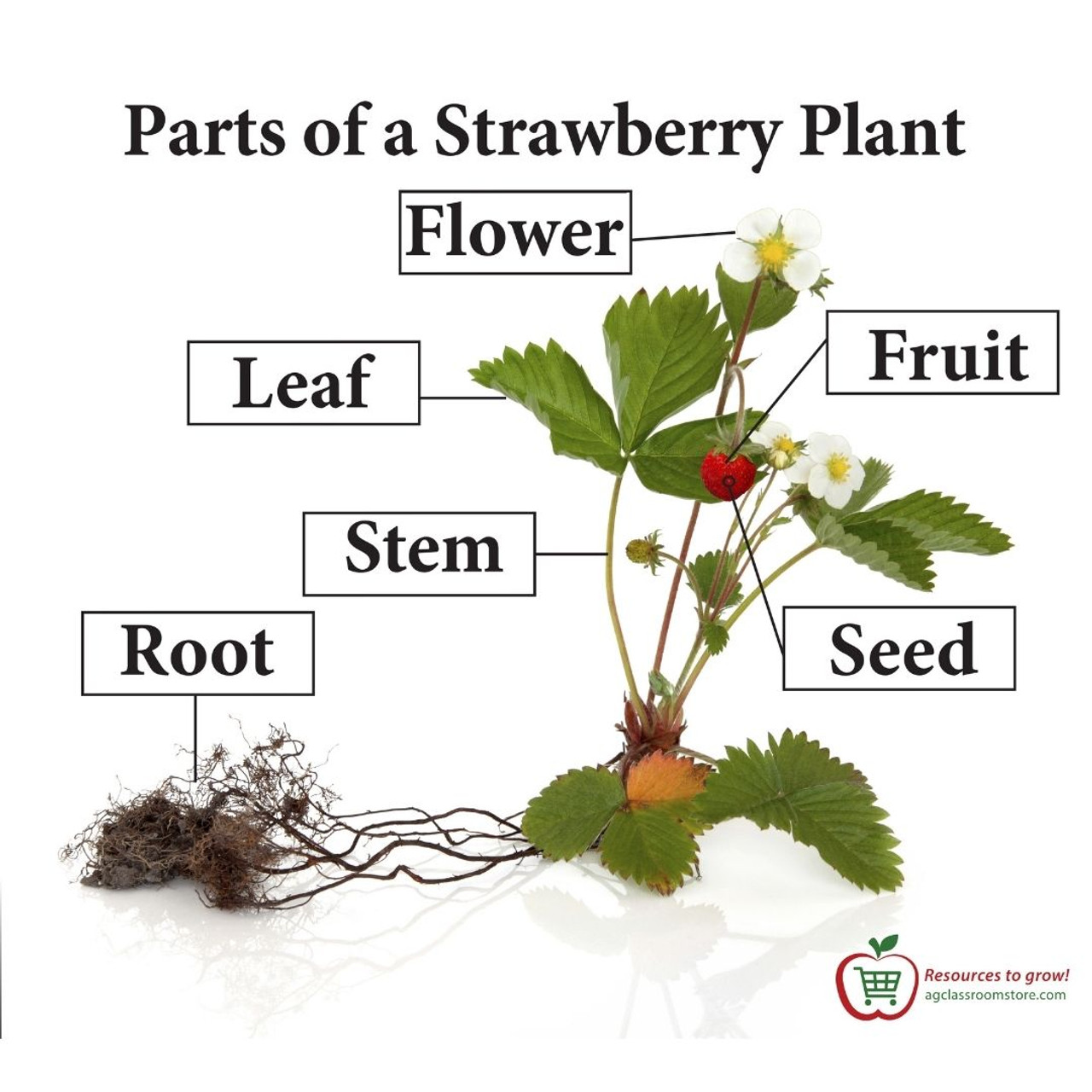 Parts of a Strawberry Plant AgClassroomStore at USU