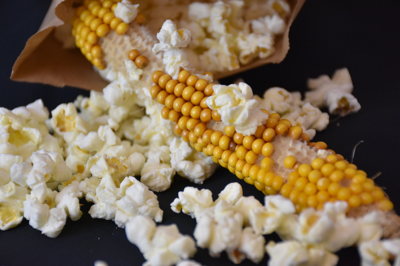 Popcorn on the Cob AgClassroomStore at USU