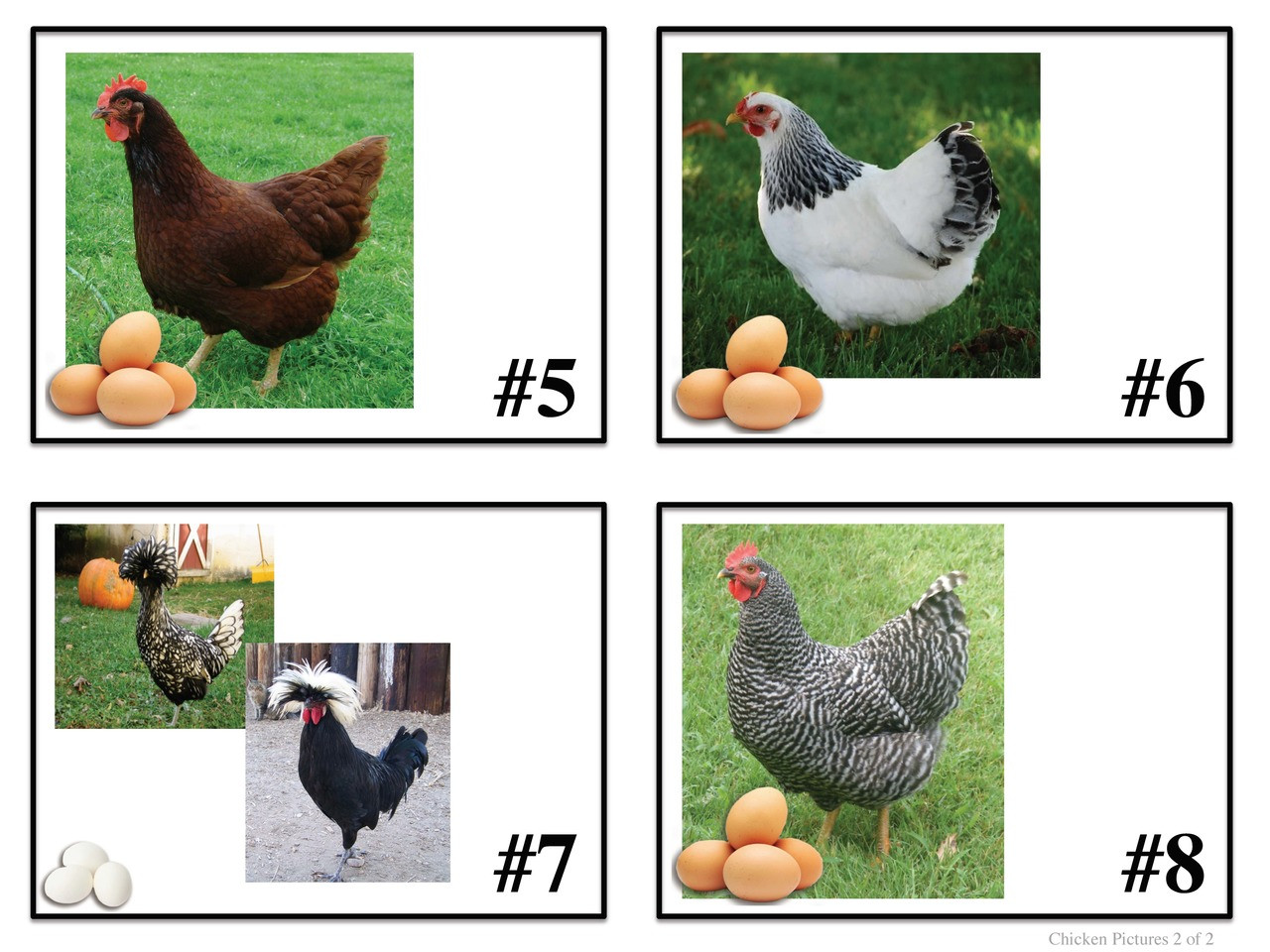 Chicken Matching Cards AgClassroomStore at USU