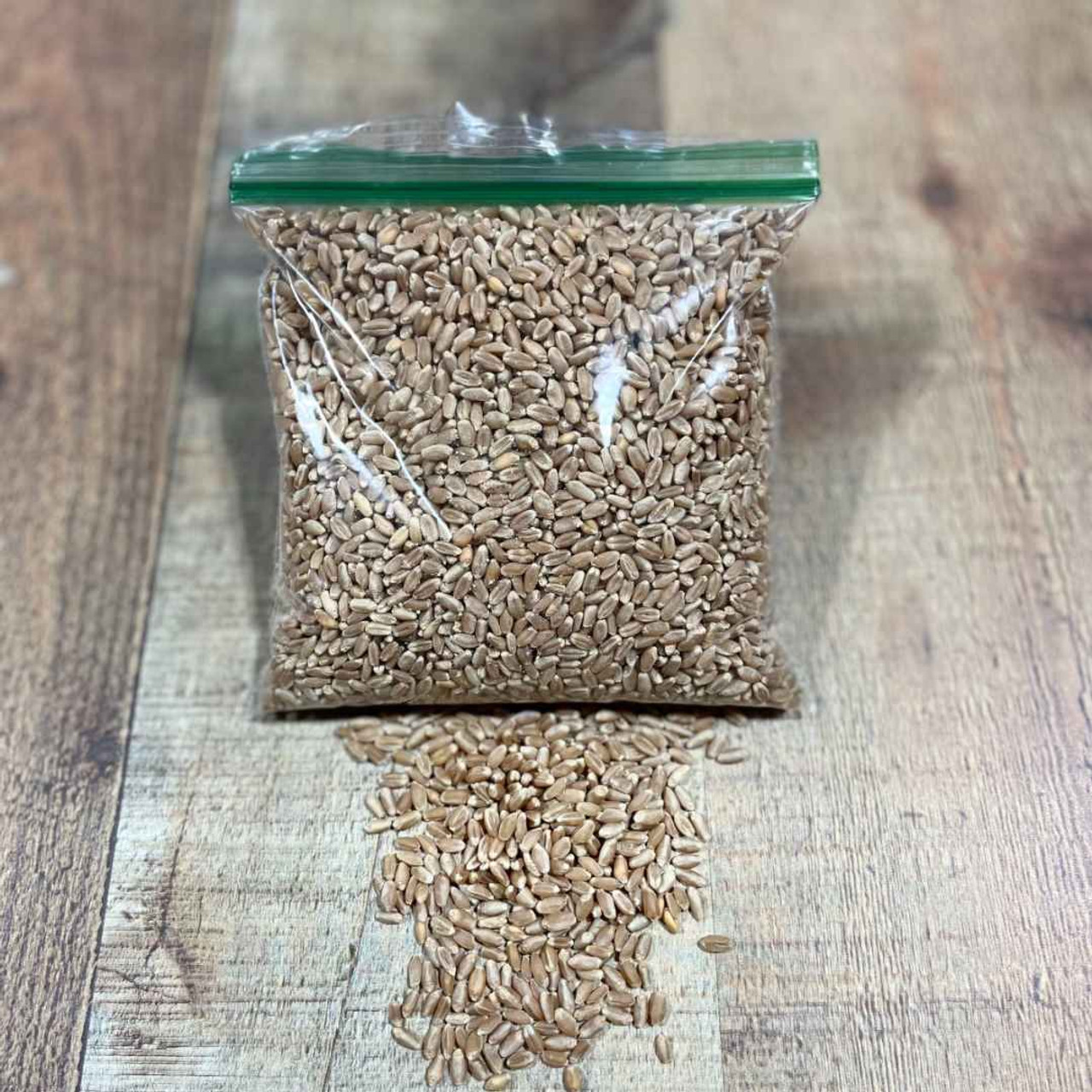 Wheat Kernels AgClassroomStore at USU