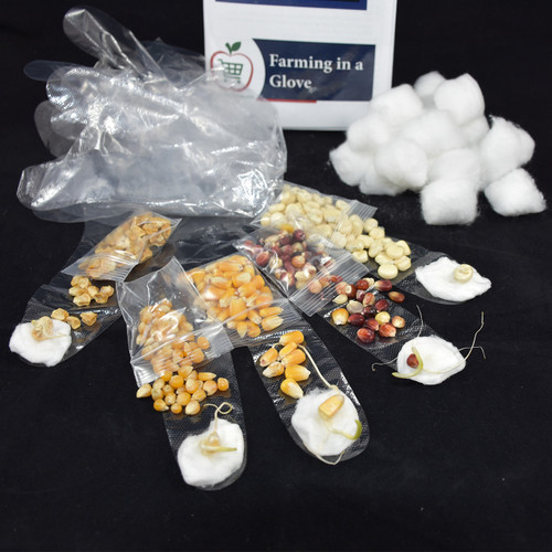 corn seeds sprouting on cotton balls