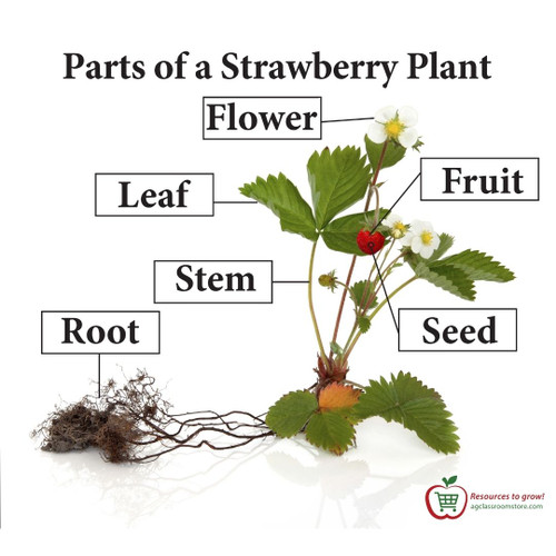 Parts of a Strawberry Plant - AgClassroomStore at USU