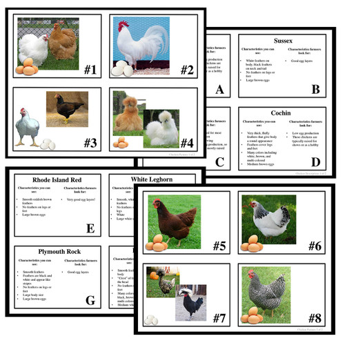 Chicken Genetics Matching Cards