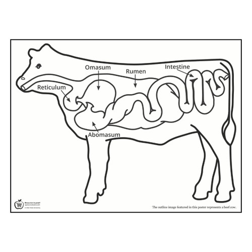 Illustration of a cows digestive track