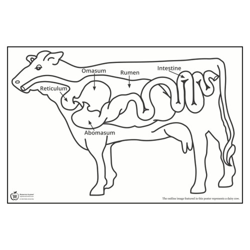 Illustration of a cows digestive track.