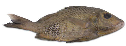 Perch Specimen, Medium 7"-9", Plain Perch Specimen, Medium 7"-9", Plain
