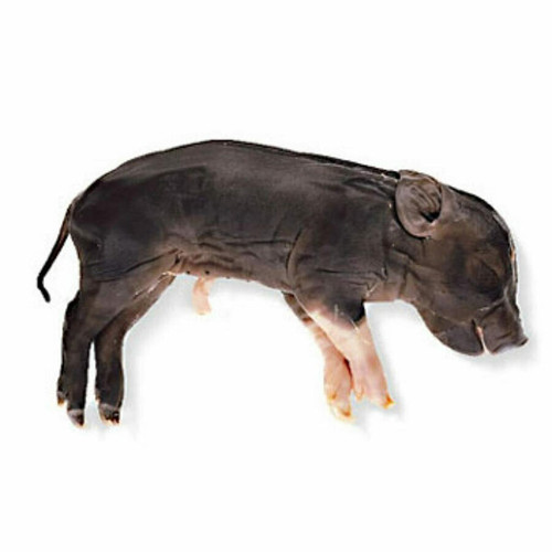 Fetal Pig Specimen, 10"-13", Double Injected Fetal Pig Specimen, 10"-13", Double Injected