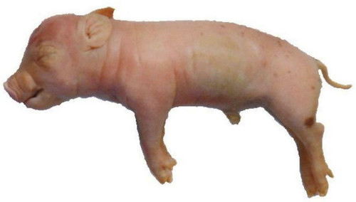 fetal pig fetal pig