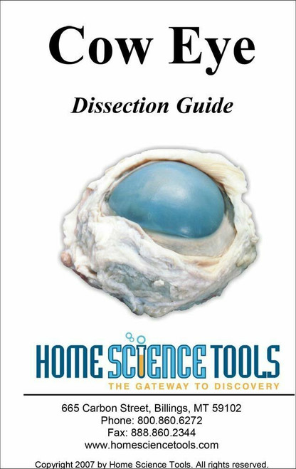 Eye Dissection Guide