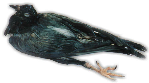 Pigeon Specimen, Double Injected Pigeon Specimen, Double Injected