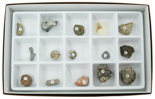 General Fossil Collection, 15 specimens