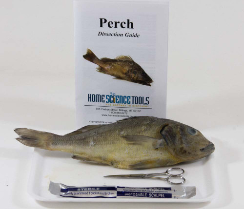Perch Dissection Kit