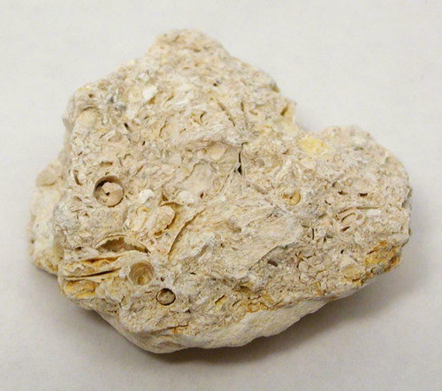 Limestone, fossiliferous