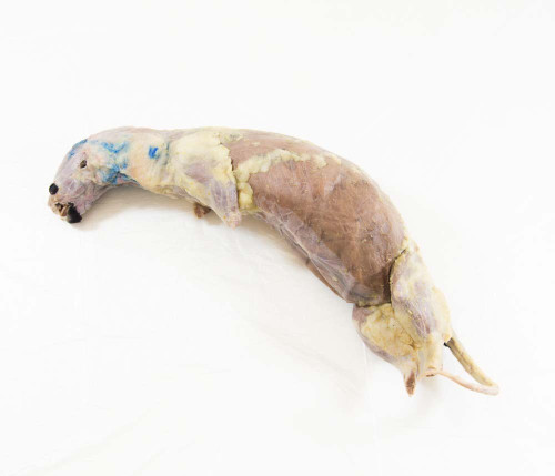 Mink Specimen, Skinned, Double Injected Mink Specimen, Skinned, Double Injected